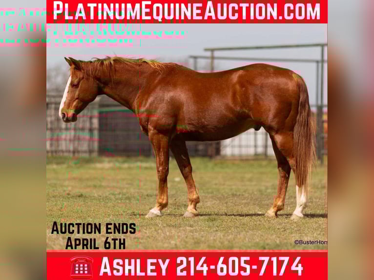 American Quarter Horse Gelding 7 years 14,2 hh Chestnut in Weatherford TX
