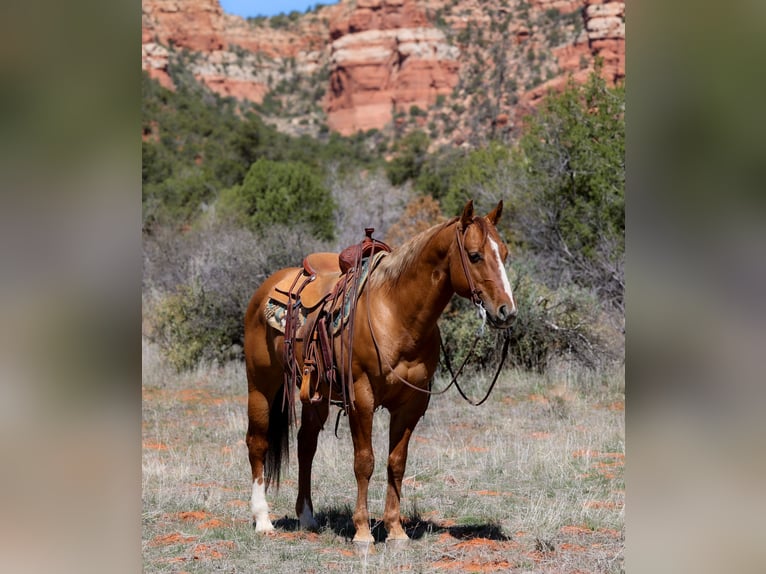 American Quarter Horse Gelding 7 years 14,2 hh Dun in Camp Verde, AZ