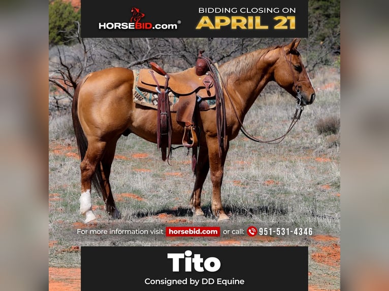 American Quarter Horse Gelding 7 years 14,2 hh Dun in Camp Verde, AZ