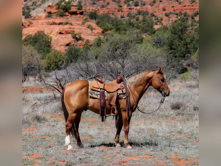 American Quarter Horse Gelding 7 years 14,2 hh Dun in Camp Verde, AZ
