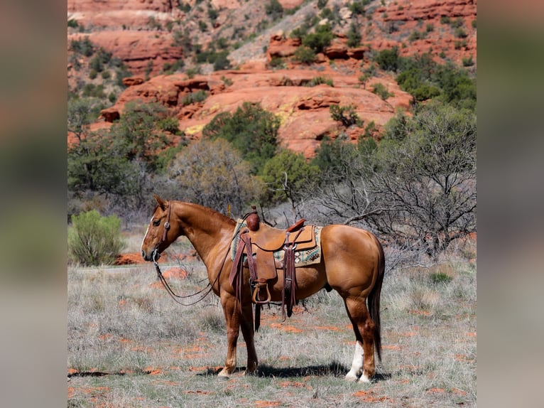 American Quarter Horse Gelding 7 years 14,2 hh Dun in Camp Verde, AZ