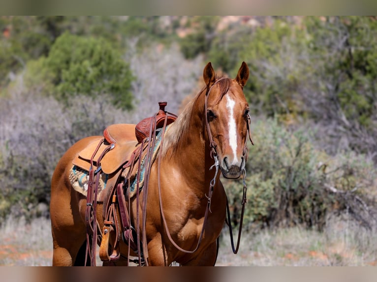 American Quarter Horse Gelding 7 years 14,2 hh Dun in Camp Verde, AZ