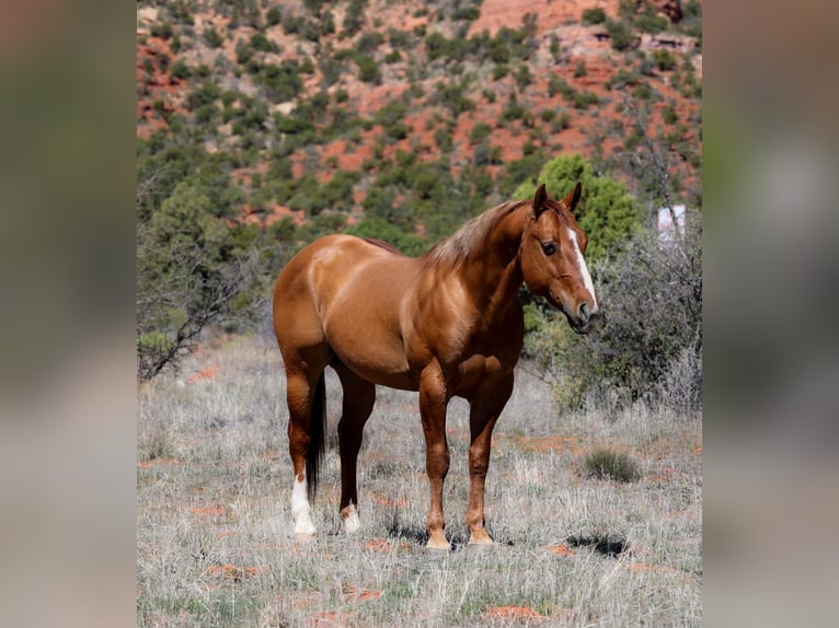 American Quarter Horse Gelding 7 years 14,2 hh Dun in Camp Verde, AZ