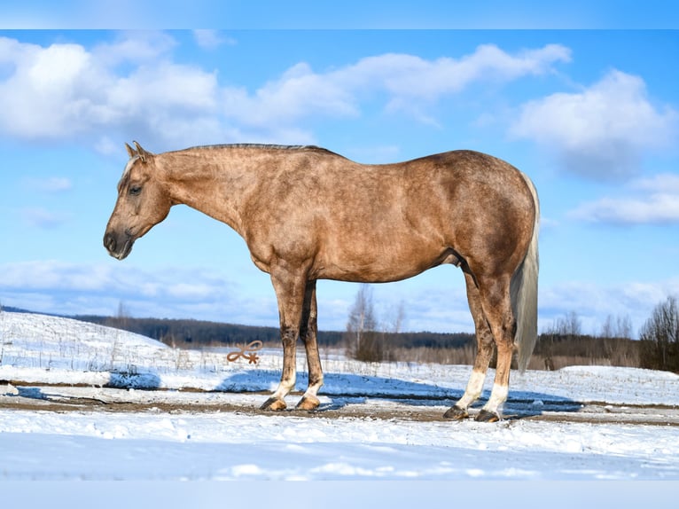 American Quarter Horse Gelding 7 years 14,2 hh Palomino in Canistota