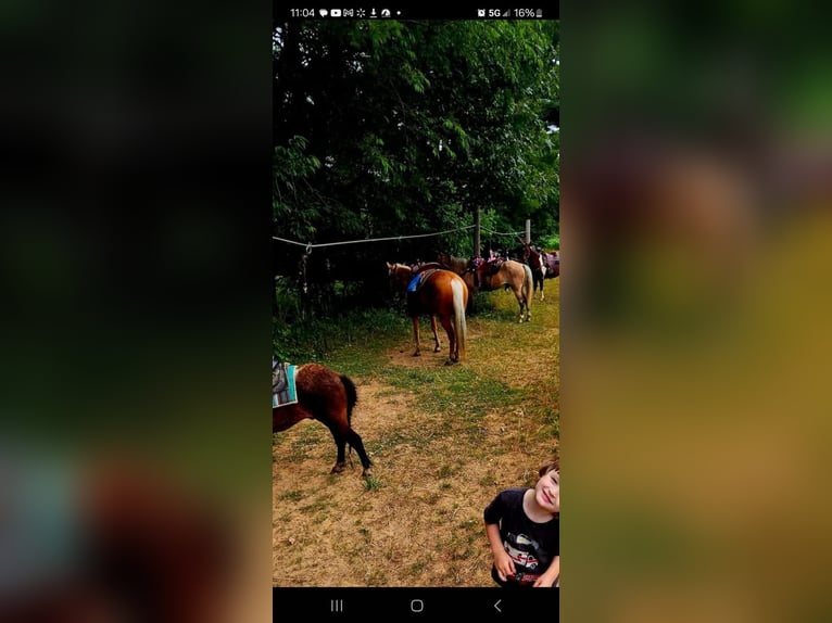 American Quarter Horse Gelding 7 years 14,2 hh Palomino in Ashland OH