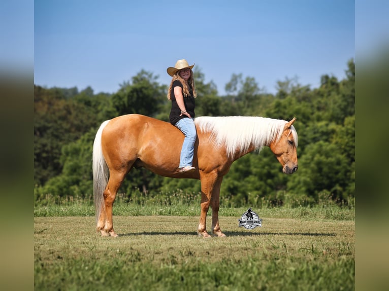 American Quarter Horse Gelding 7 years 14,2 hh Palomino in Mount Vernon, KY