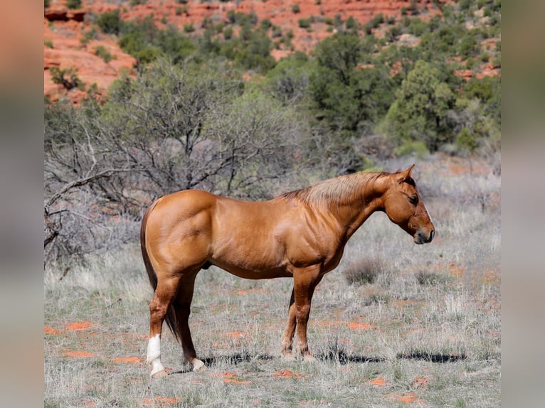 American Quarter Horse Gelding 7 years 14,2 hh in Camp Verde, AZ