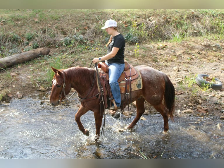American Quarter Horse Gelding 7 years 14,2 hh Roan-Red in Rusk