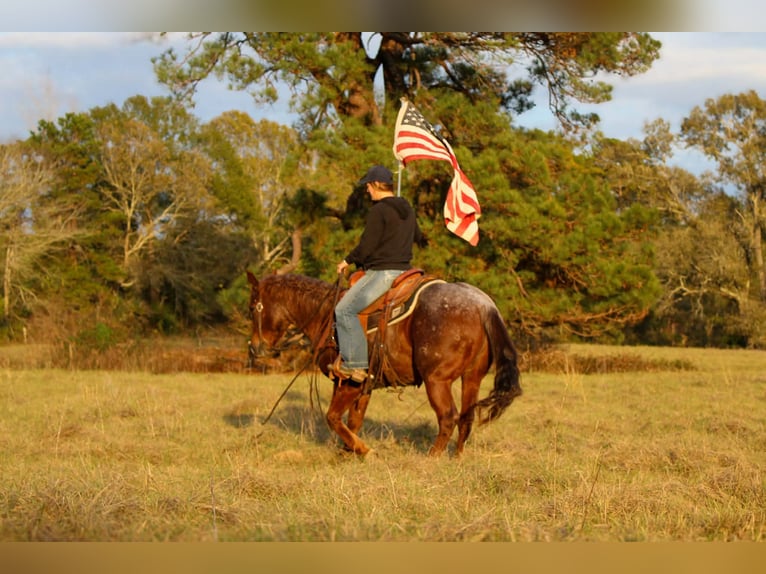 American Quarter Horse Gelding 7 years 14,2 hh Roan-Red in Rusk