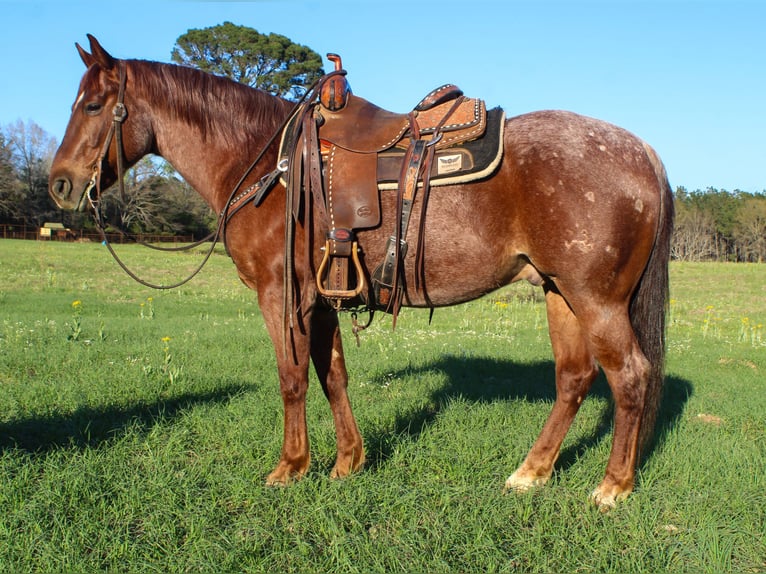 American Quarter Horse Gelding 7 years 14,2 hh Roan-Red in Rusk