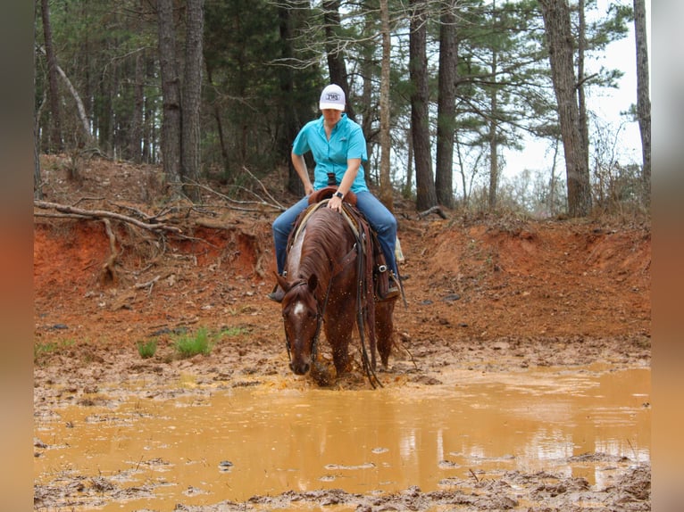 American Quarter Horse Gelding 7 years 14,2 hh Roan-Red in Rusk