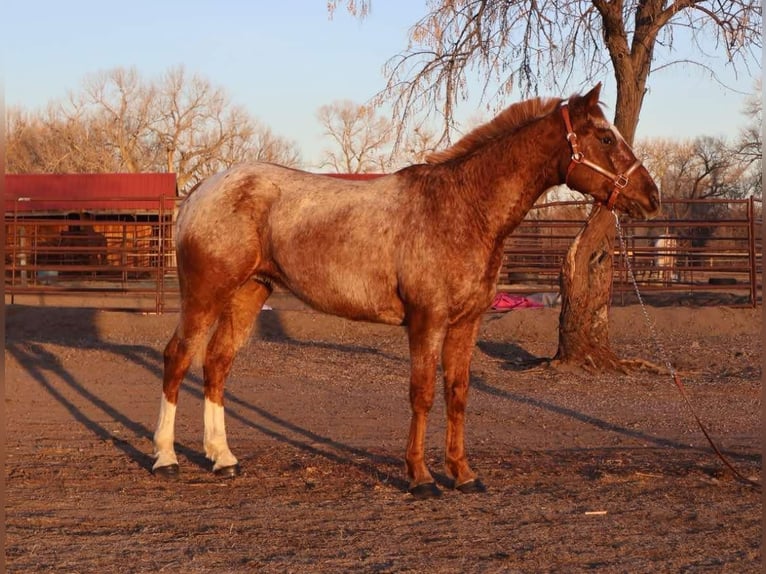 American Quarter Horse Gelding 7 years 14,2 hh Roan-Red in Fort Collins CO