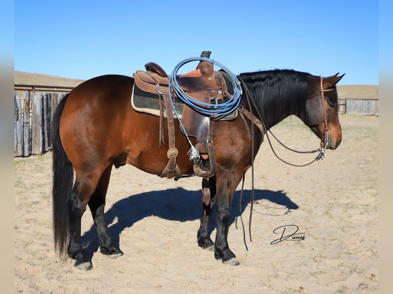 American Quarter Horse Gelding 7 years 14,3 hh Bay in Broken Bow