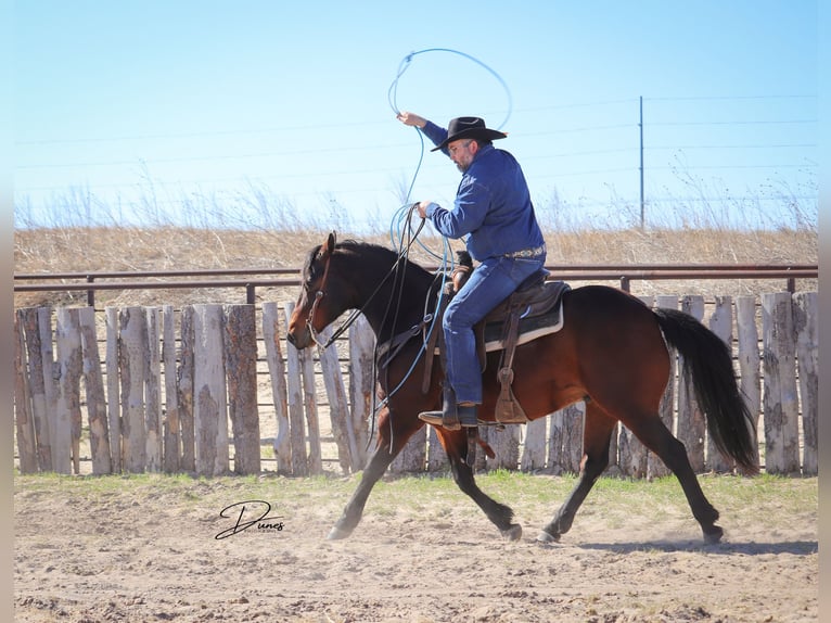 American Quarter Horse Gelding 7 years 14,3 hh Bay in Broken Bow