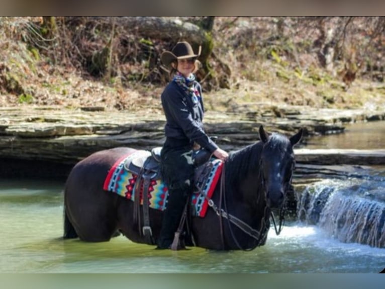 American Quarter Horse Gelding 7 years 14,3 hh Black in Robards
