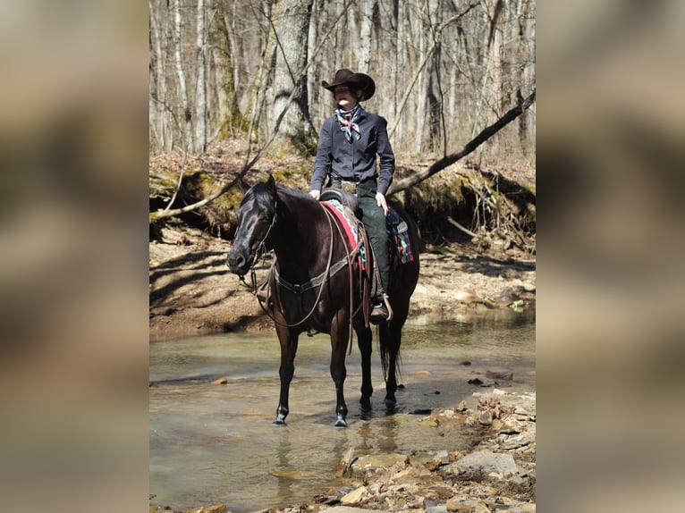 American Quarter Horse Gelding 7 years 14,3 hh Black in Robards