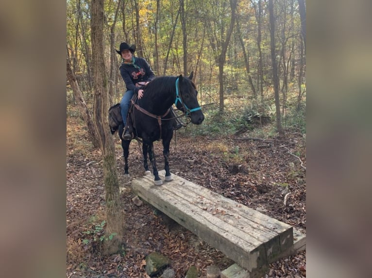 American Quarter Horse Gelding 7 years 14,3 hh Black in Robards