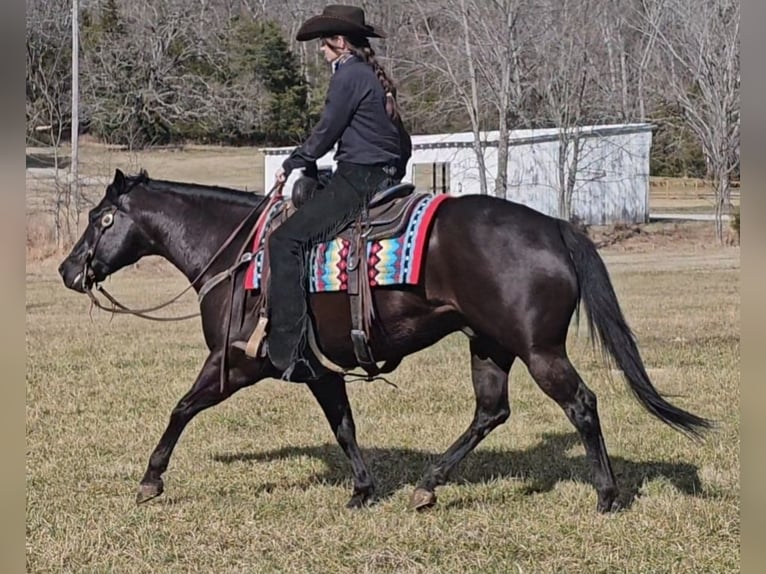 American Quarter Horse Gelding 7 years 14,3 hh Black in Robards