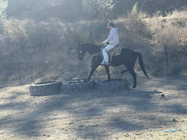 American Quarter Horse Gelding 7 years 14,3 hh Black in Paicines CA
