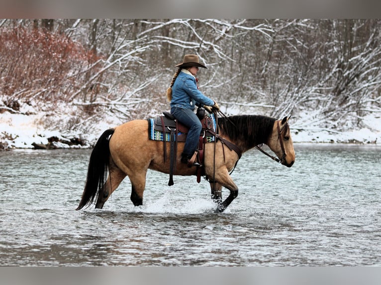 American Quarter Horse Gelding 7 years 14,3 hh Buckskin in Clarion