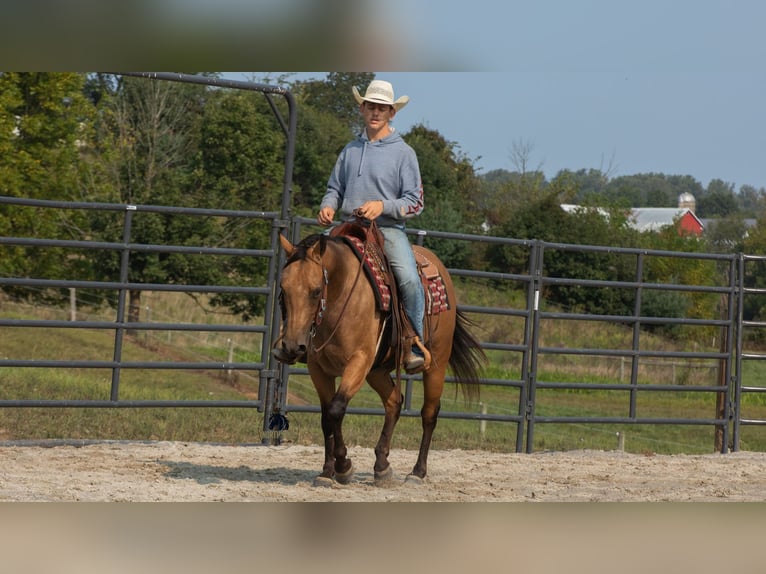 American Quarter Horse Gelding 7 years 14,3 hh Buckskin in Fredericksburg