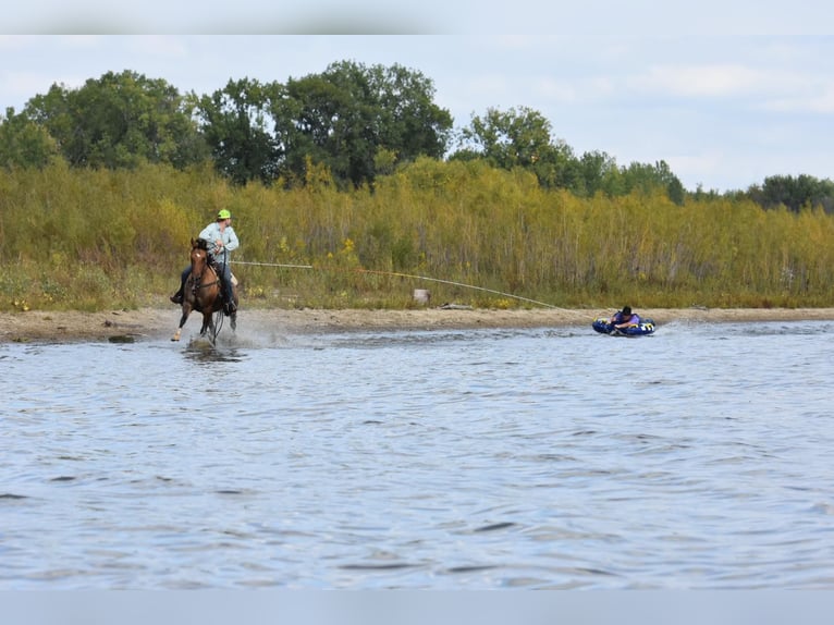 American Quarter Horse Gelding 7 years 14,3 hh Buckskin in SWEET SPRINGS, MO