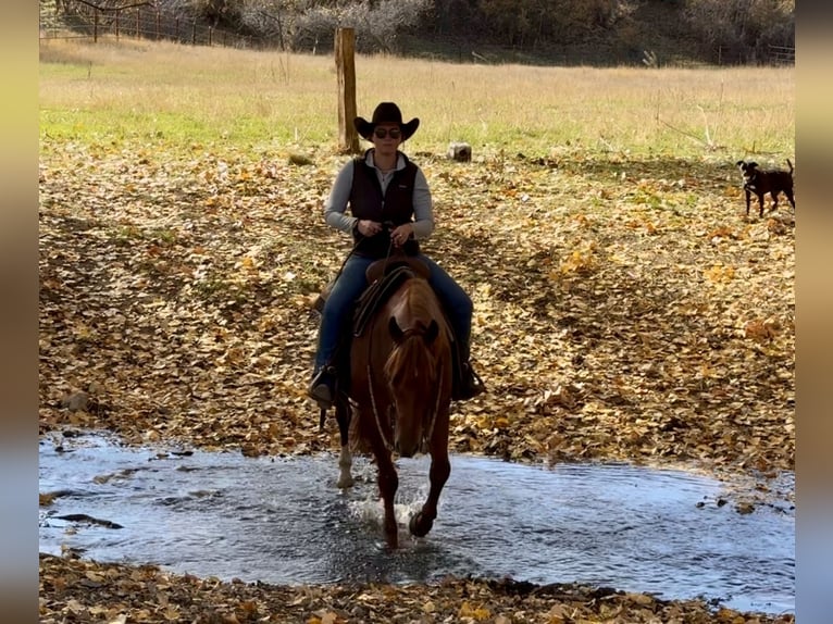 American Quarter Horse Gelding 7 years 14,3 hh Chestnut in Billings