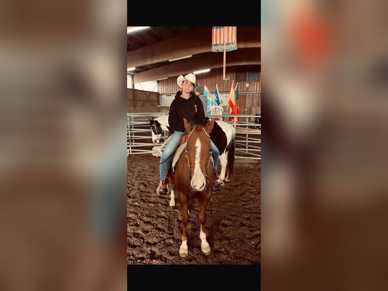 American Quarter Horse Gelding 7 years 14,3 hh Chestnut-Red in Neukirchen am Walde