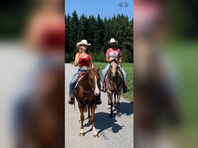 American Quarter Horse Gelding 7 years 14,3 hh Chestnut-Red in Neukirchen am Walde