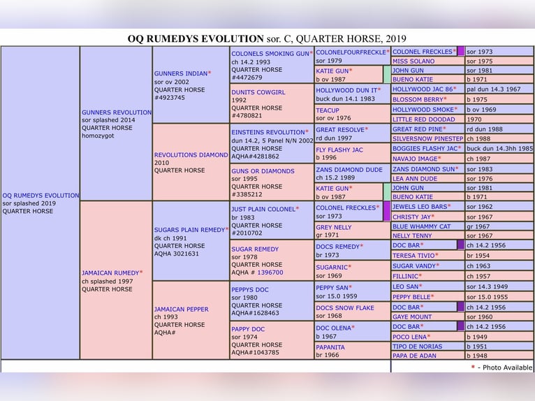 American Quarter Horse Gelding 7 years 14,3 hh Chestnut in Magdeburg