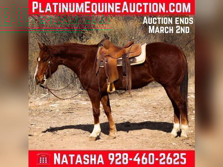 American Quarter Horse Gelding 7 years 14,3 hh Chestnut in Camp Verde AZ