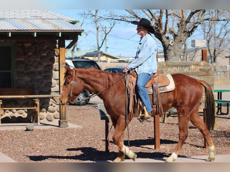 American Quarter Horse Gelding 7 years 14,3 hh Chestnut in Camp Verde AZ