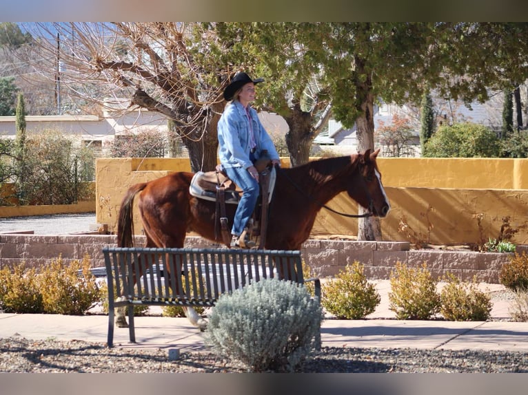 American Quarter Horse Gelding 7 years 14,3 hh Chestnut in Camp Verde AZ