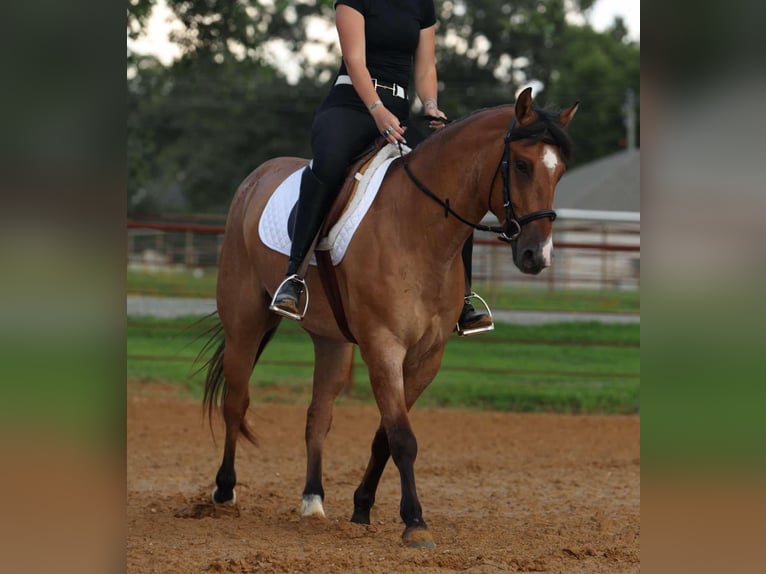 American Quarter Horse Gelding 7 years 14,3 hh Dun in Quitman AR