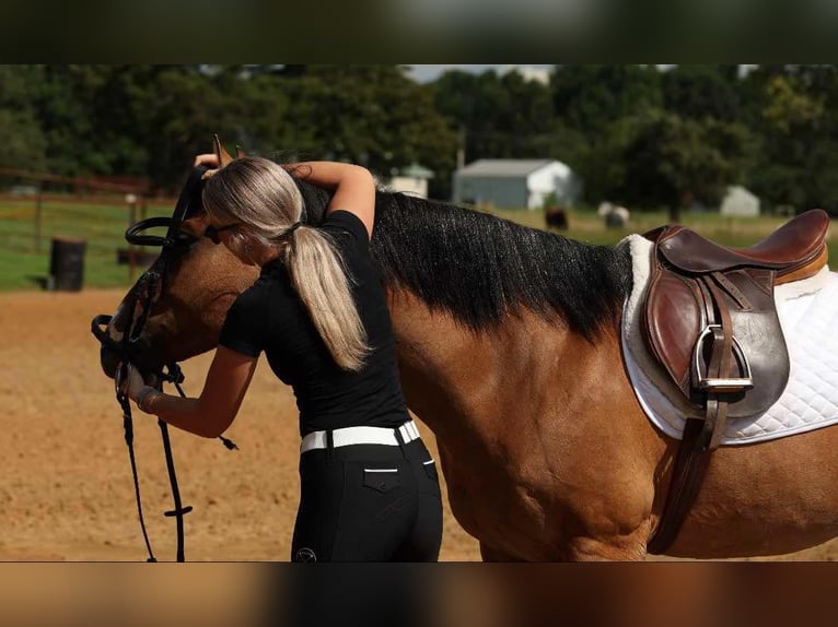 American Quarter Horse Gelding 7 years 14,3 hh Dun in Quitman AR