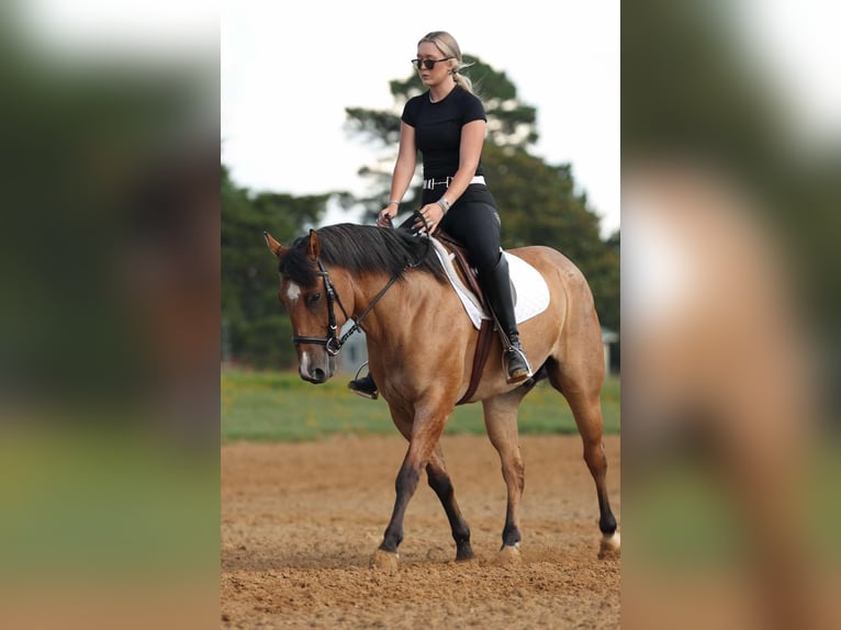 American Quarter Horse Gelding 7 years 14,3 hh Dun in Quitman AR