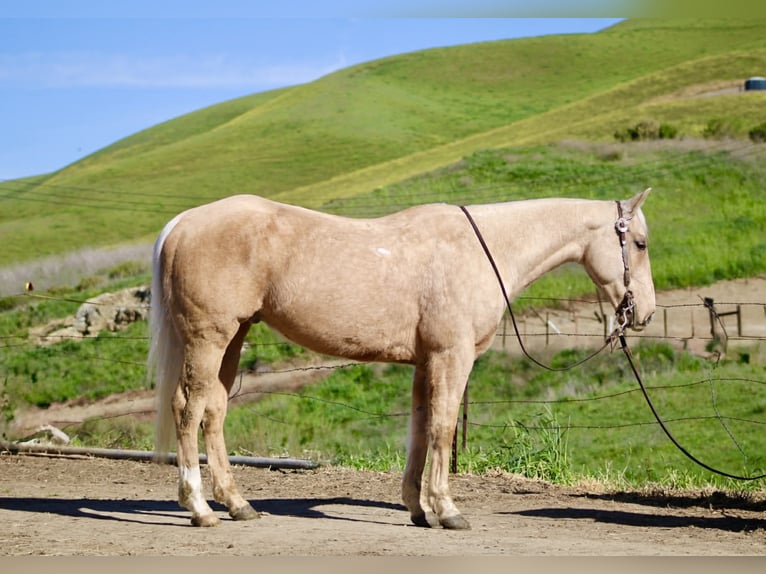 American Quarter Horse Gelding 7 years 14,3 hh Palomino in Tres Pinos
