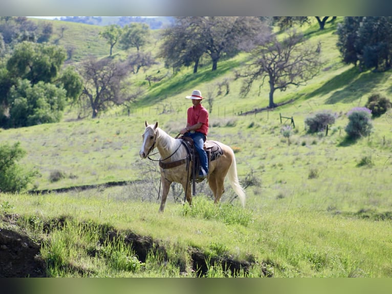 American Quarter Horse Gelding 7 years 14,3 hh Palomino in Tres Pinos