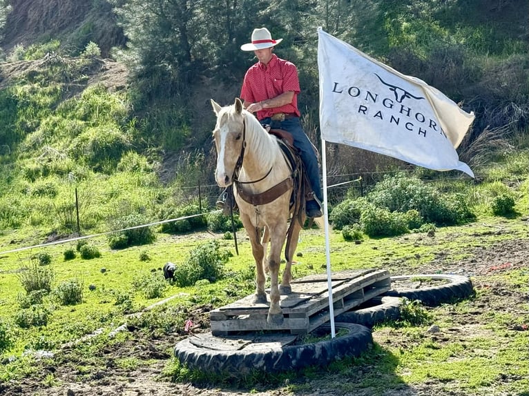American Quarter Horse Gelding 7 years 14,3 hh Palomino in Tres Pinos