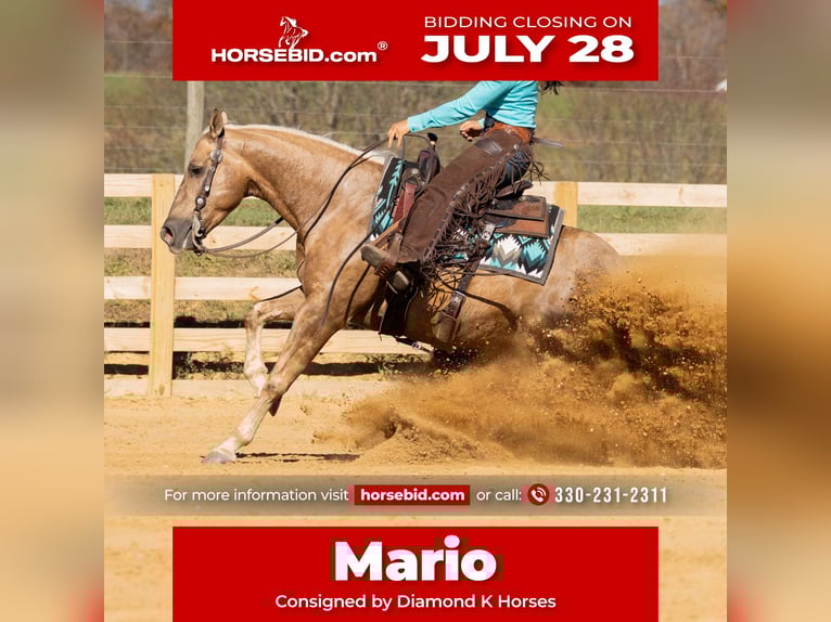 American Quarter Horse Gelding 7 years 14,3 hh Palomino in Jackson, OH
