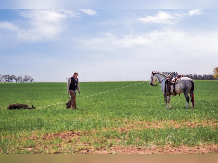 American Quarter Horse Gelding 7 years 14,3 hh in Amarillo, TX