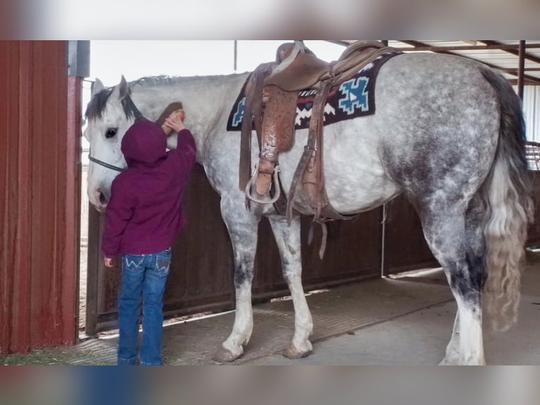 American Quarter Horse Gelding 7 years 14,3 hh in Amarillo, TX