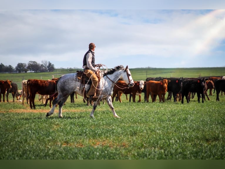 American Quarter Horse Gelding 7 years 14,3 hh in Amarillo, TX