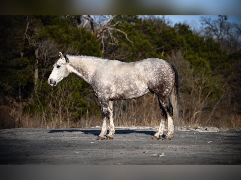 American Quarter Horse Gelding 7 years 14,3 hh in Amarillo, TX