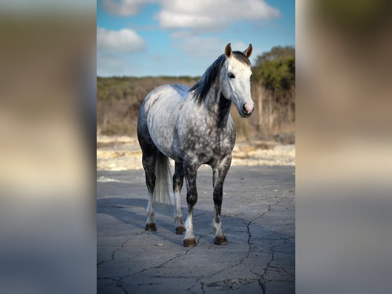 American Quarter Horse Gelding 7 years 14,3 hh in Amarillo, TX