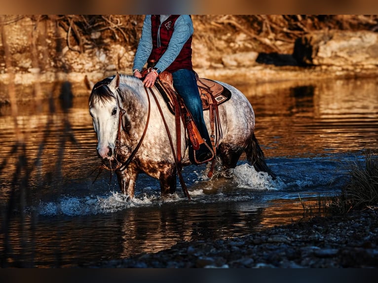 American Quarter Horse Gelding 7 years 14,3 hh in Amarillo, TX