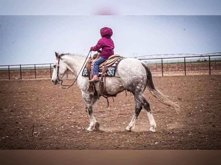 American Quarter Horse Gelding 7 years 14,3 hh in Amarillo, TX