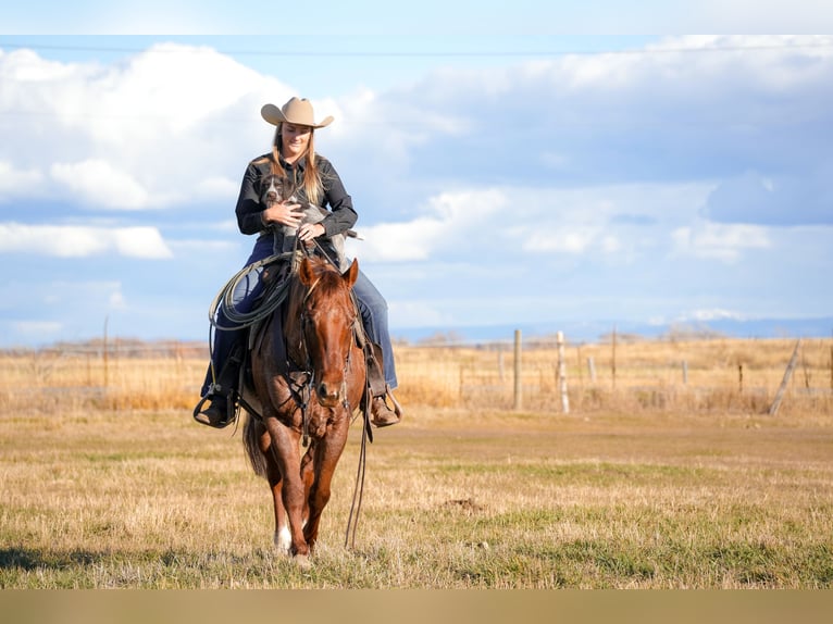 American Quarter Horse Gelding 7 years 14,3 hh Roan-Red in Saint Anthony