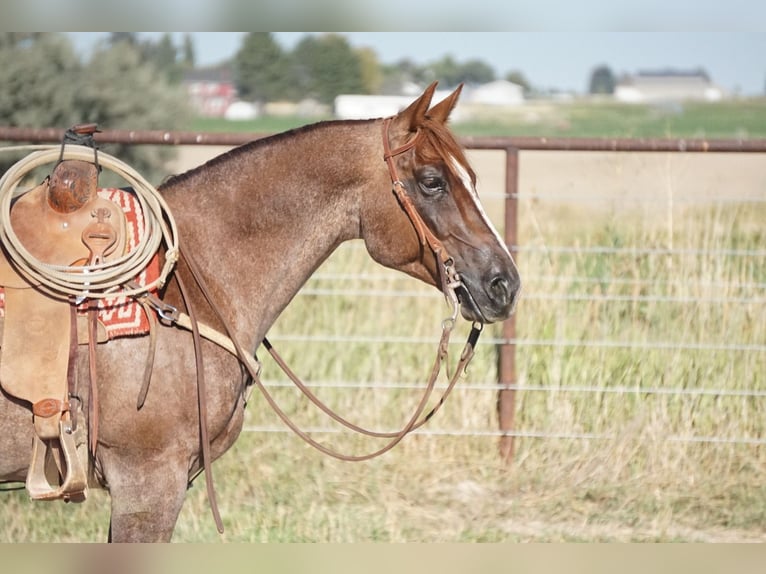 American Quarter Horse Gelding 7 years 14,3 hh Roan-Red in Kimberly