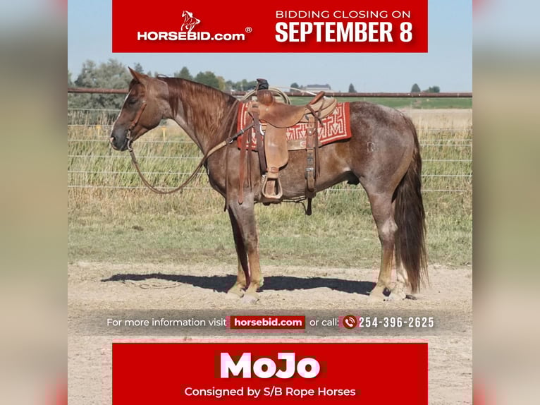 American Quarter Horse Gelding 7 years 14,3 hh Roan-Red in Kimberly